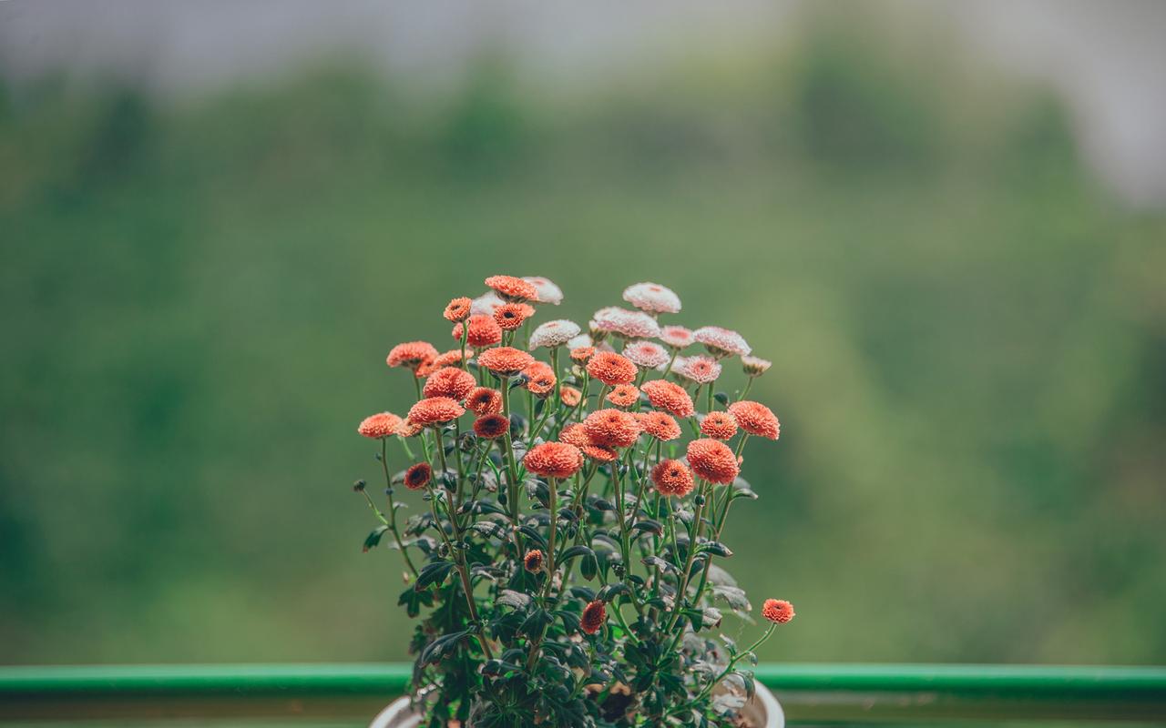 清新雅致花卉图片桌面壁纸