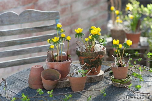 在寒冷的冬春时节灿烂开花的8种观赏花卉,可露养户外,打理简单