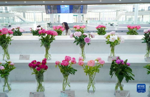 昆明国际花卉拍卖交易中心菏泽分中心投入使用