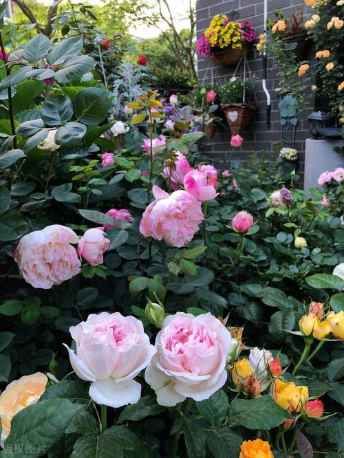告别单调 种上这13款神奇花卉,让你的院子焕然一新