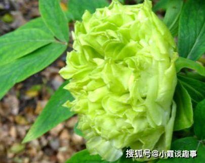 喜欢赏花,就养盆 菊中精品 春柳,花开花朵会变色,清新明快