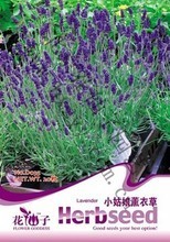 【熏衣草植物盆栽】最新最全熏衣草植物盆栽 产品参考信息