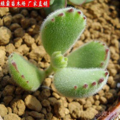 【绿霸苗木场熊童子多肉植物防辐射净化气空室内阳台绿植盆栽花卉】沭阳县新河镇新槐居委会绿霸苗木场 - 产品库