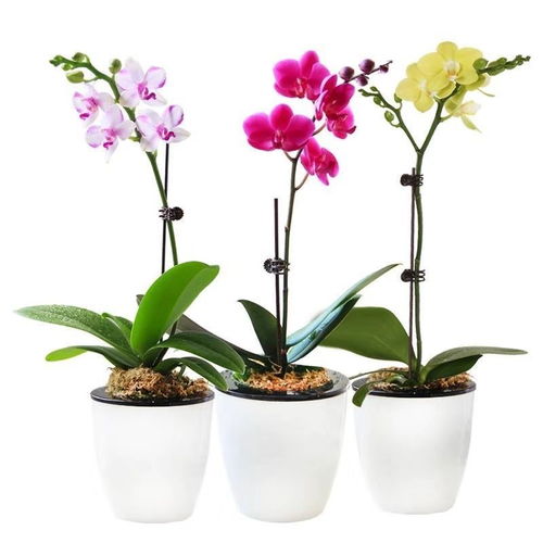 精品大花蝴蝶兰花苗盆栽植物室内兰花花卉绿植盆景
