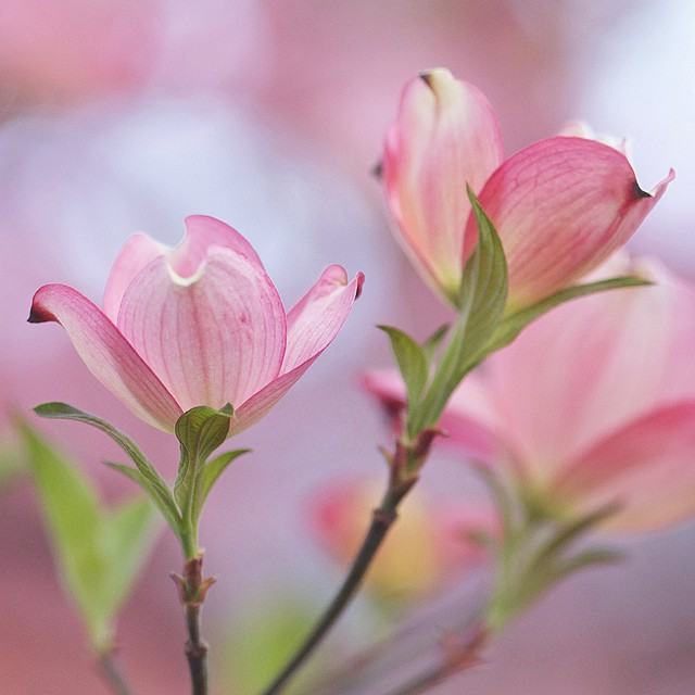 「摄影欣赏」一组来自摄影师Larri Cochran美丽的花卉摄影作品