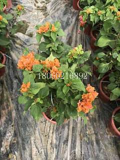 河南黄花三角梅观赏花木,河南精品黄花三角梅