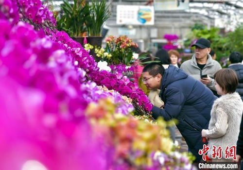 新春走基层 乌鲁木齐 市民选购花卉为新春添彩