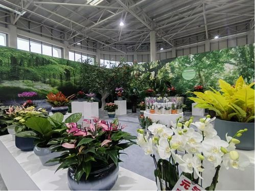 国庆假期来商河赏花卉逛大集