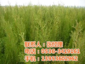 金叶女贞芙芳藤连翘花卉苗木,花卉苗木,低价供应