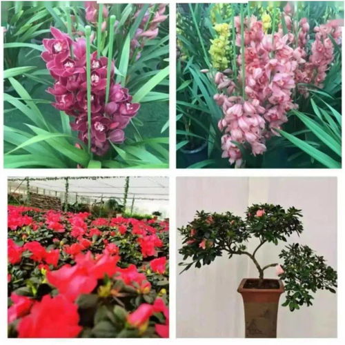 花满金陵,美好生活 2022南京精品年宵花展来啦