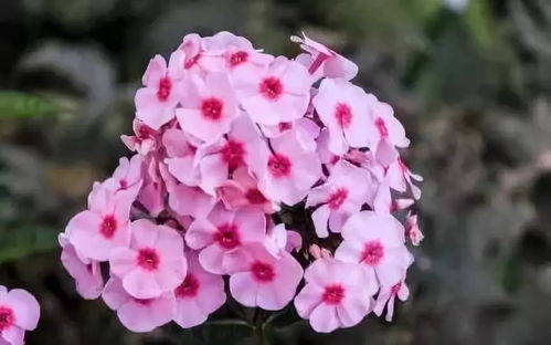 丨花之声 常见露地宿根花卉