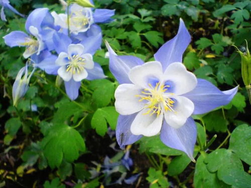 27种园林常用宿根花卉,你认识几种