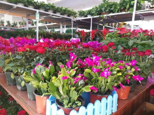 我市首家水产花卉批发市场投入使用