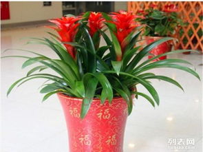 上海正大园艺植物租赁,植物租摆,植物出售