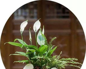 图 小花 组合小花 精品小花 多肉植物 办公室小花 北京鲜花绿植