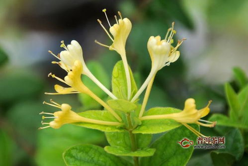 金银花茶哪个品牌比较好