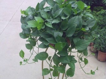 图 专业承接公司植物租凭 植的租摆,私家花园 花架 成都鲜花绿植