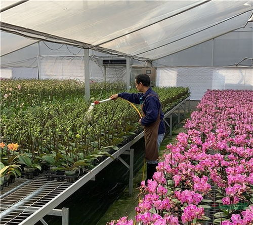广东多地取消迎春花市 年宵花产品销售遇寒潮