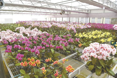 花卉工厂 兰香四溢